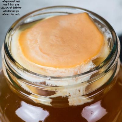 कोम्बुचा बनाने वाले जार में तैरता हुआ scoby, जो बैक्टीरिया और यीस्ट का एक जीवंत culture है।